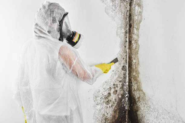 Best Residential Mold Removal  in Franklin, CA