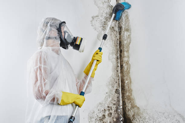 Best Mold Inspection  in Franklin, CA