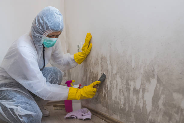 Certified Mold Removal in Franklin, CA