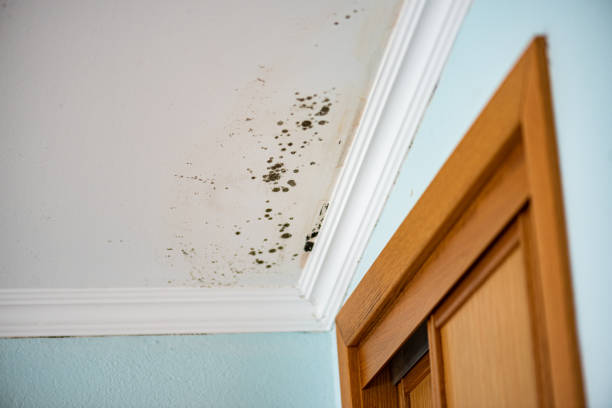 Best Local Mold Removal Service  in Franklin, CA