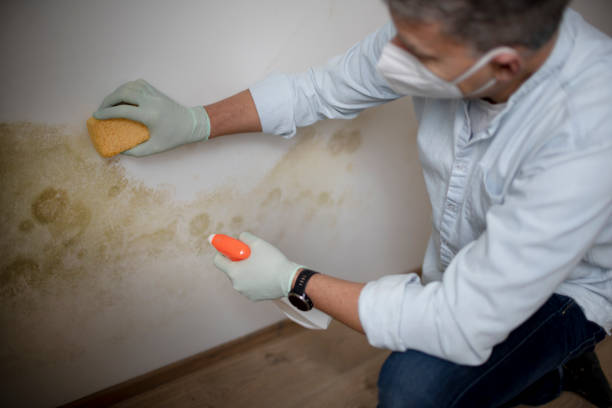 Best Same-Day Mold Removal  in Franklin, CA