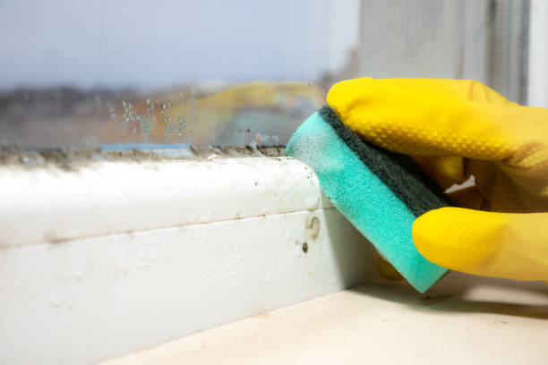 Best Same-Day Mold Removal  in Franklin, CA