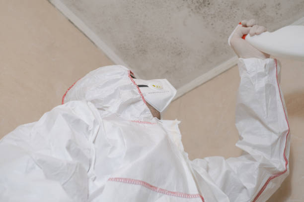 Best Mold Removal Near Me  in Franklin, CA