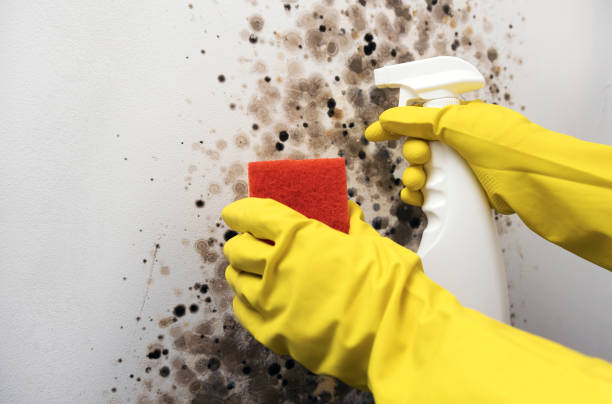 Best Affordable Mold Removal  in Franklin, CA