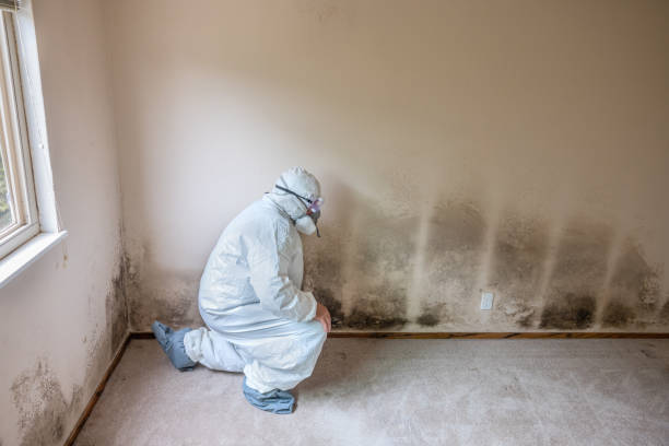 Best Commercial Mold Removal  in Franklin, CA