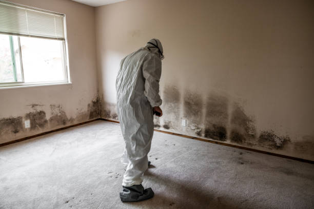 Best Residential Mold Removal  in Franklin, CA