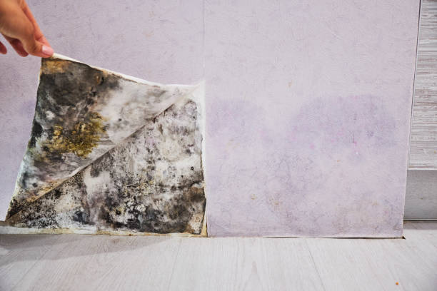 Best Mold Removal Near Me  in Franklin, CA